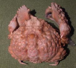 calappa capellonis T.F.C. dorsal view A1.bmp